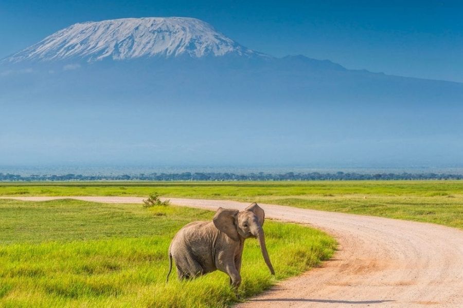 Amboseli National Park | Kenya