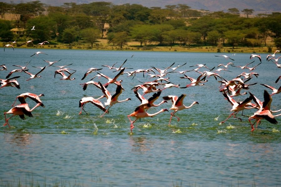 2 Days Lake Nakuru Overnight Safari