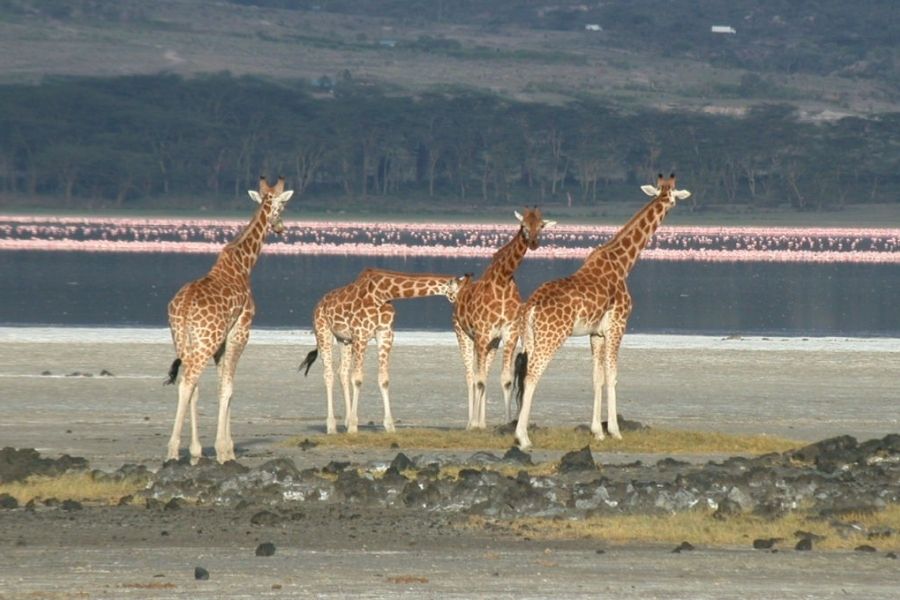 Lake Nakuru National Park