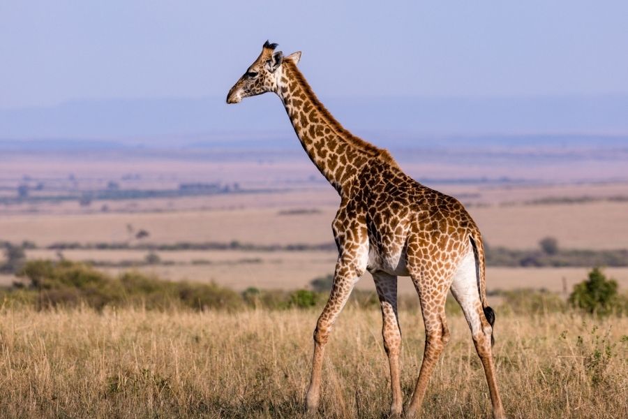 Masai Mara National Reserve 1