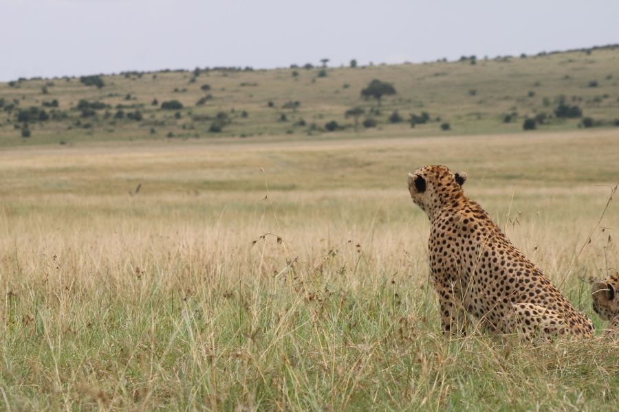 Masai Mara National Reserve 6