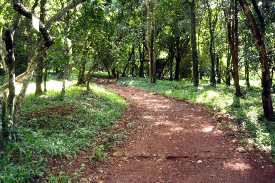 Nairobi Arboretum Forest Reserve