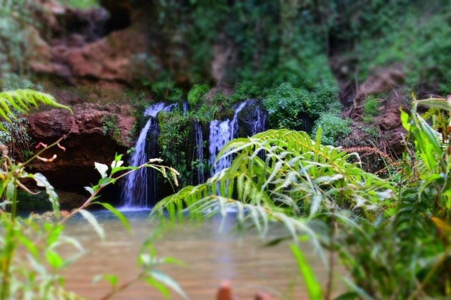 Ngare Ndare Forest