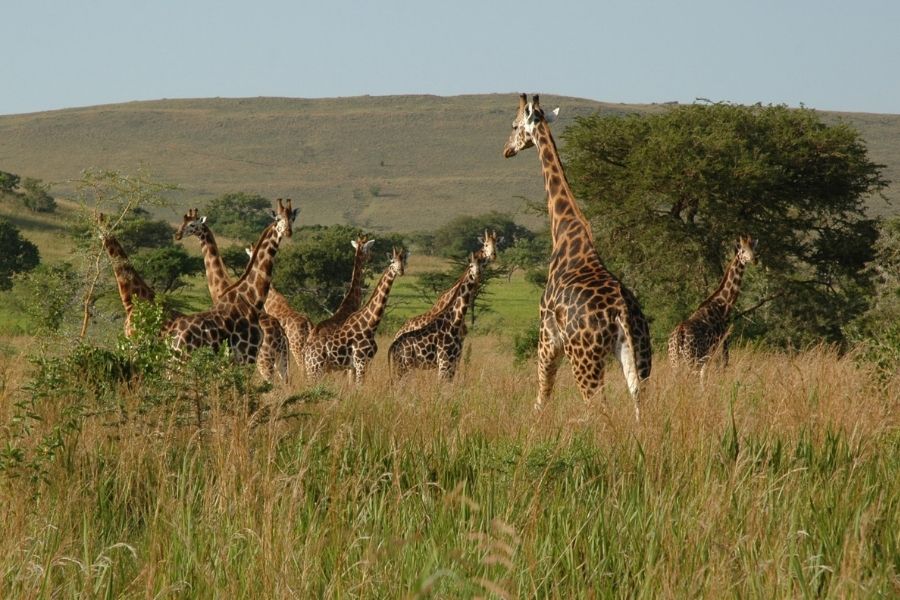 Ruma National Park | Kisumu