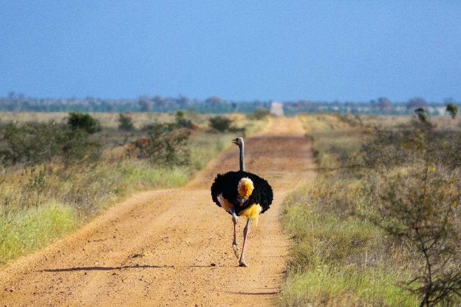 Tsavo National Park 10