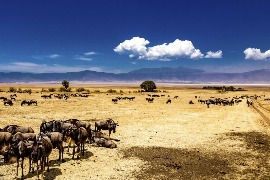 Three-Day Safari: Explore Ngorongoro and Lake Manyara!