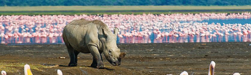 Rhino and Flamingoes