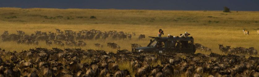 Wildebeest in Mara Migration
