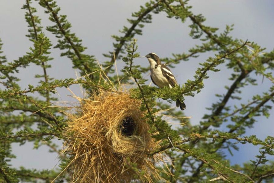 Ngong Hills Forest Reserve