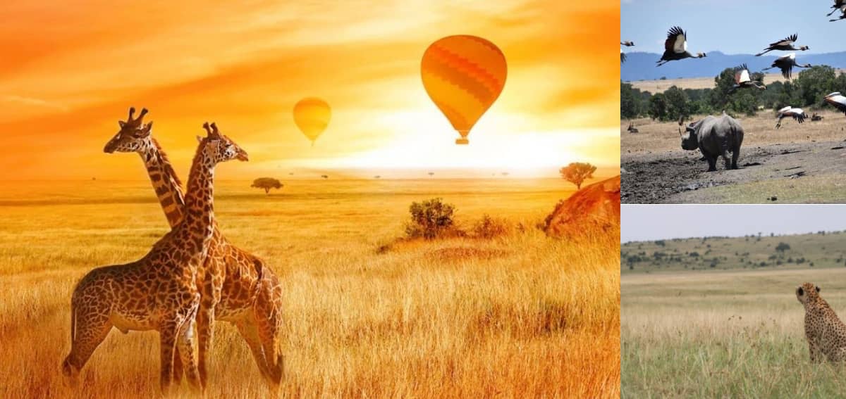 Maasai Mara Game Reserve | Kenya