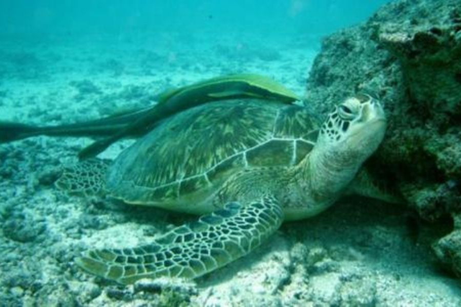 Watamu Marine National Park & Reserve