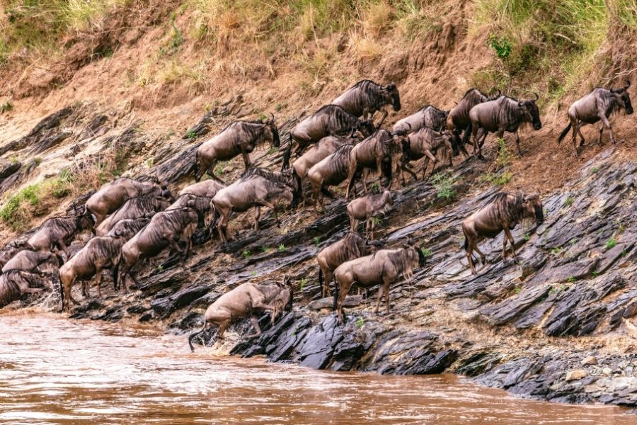 12 Days Kenya Safari Vacation: Game Drives in Masai Mara, Tsavo and Amboseli.