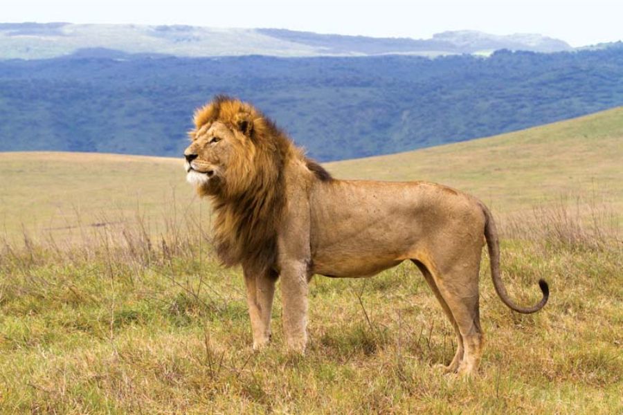 Lion King Safari Kenya Tanzania